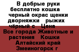 В добрые руки бесплатно,кошка,2.5черный окрас,щенки дворняжки,3 рыжих 1 чёрный,с › Цена ­ - - Все города Животные и растения » Кошки   . Алтайский край,Змеиногорск г.